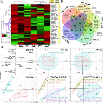 LINC01137/miR-186-5p/WWOX: a novel axis identified from WWOX-related RNA interactome in bladder cancer